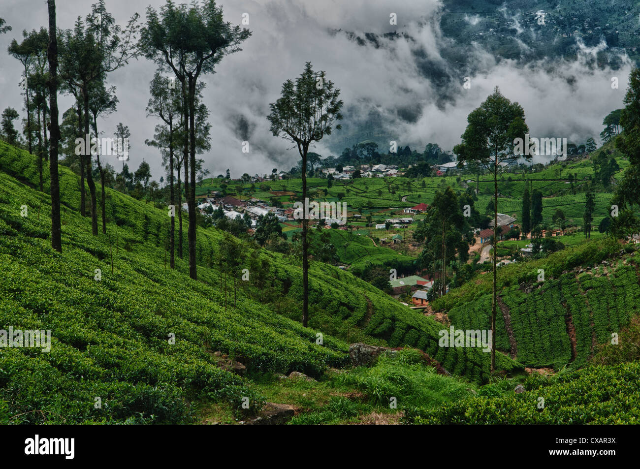 Beau paysage près de la plantation de thé Lipton Seat, Haputale, dans la montagne de Sri Lanka Banque D'Images