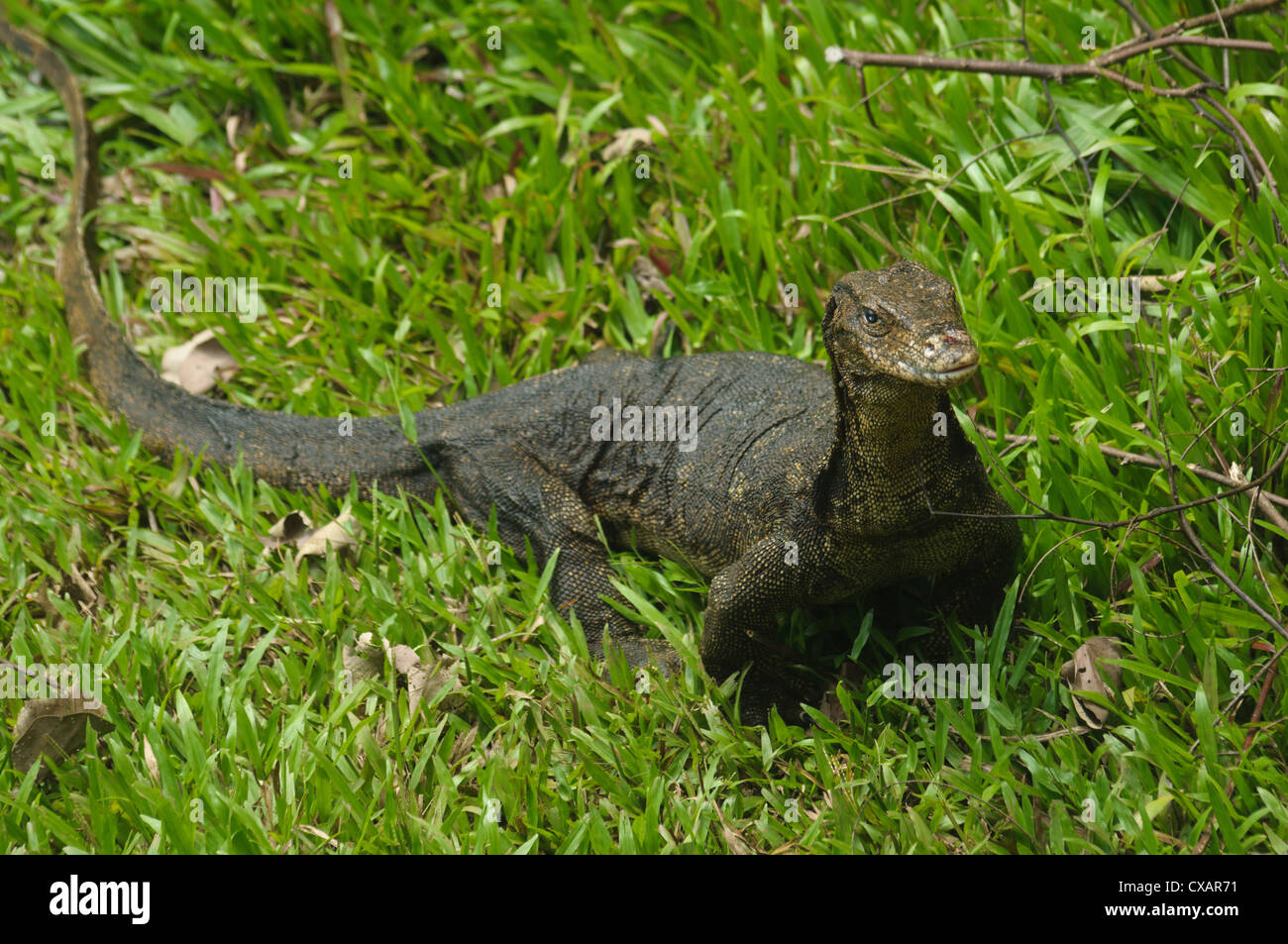 Varan dans Parc national de Bako au Sarawak, Bornéo, Malaisie Banque D'Images