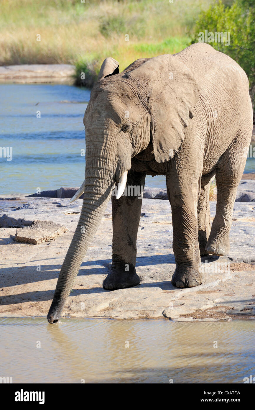 L'éléphant, le Parc National de Pilanesberg, Sun City, Afrique du Sud, l'Afrique Banque D'Images