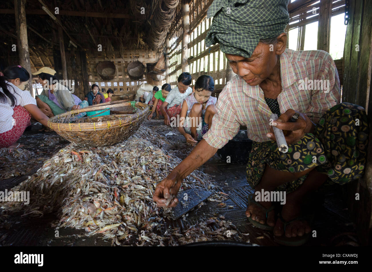 Femme âgée avec un cigare faire le tri des prises de poisson dans le village de pêcheurs de jeter Win Kwin. Delta de l'Irrawaddy, le Myanmar (Birmanie), l'Aisa Banque D'Images