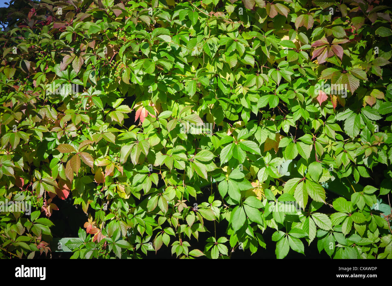 Feuilles de vigne vierge (Parthenocissus quinquefolia), gros plan Banque D'Images