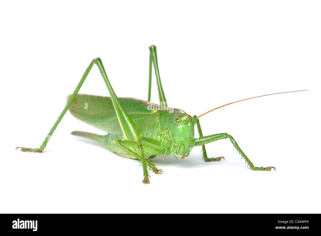 Grand Green Bush-Cricket (tettigonia viridissima) isolé sur fond blanc Banque D'Images