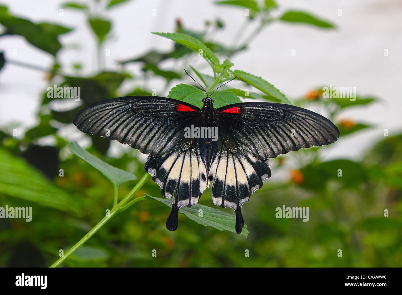 Grand Mormon Papilio memnon), un grand porte-queue papillon appartenant à la famille, trouvés en Asie du sud Banque D'Images