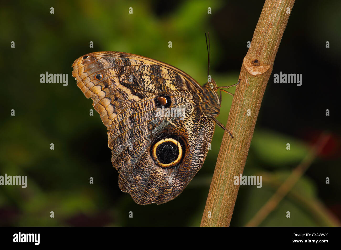 Les papillons dans le genre Caligo sont communément appelés des papillons, après leurs taches oculaires énormes qui ressemblent à des yeux des chouettes Banque D'Images