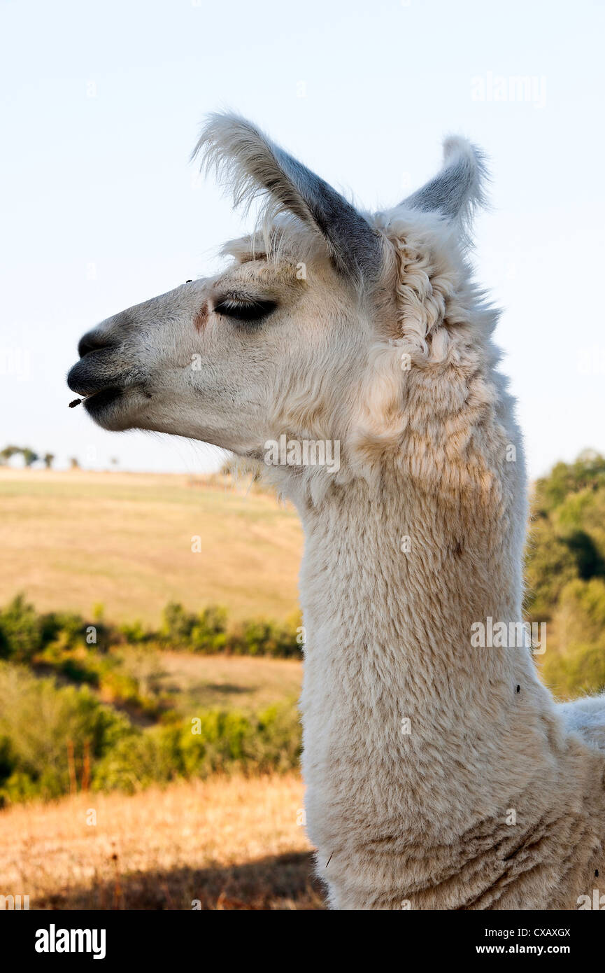 Libre d'un Lama domestiqué blanc dans un champ dans le hameau de Laval Aveyron Midi-Pyrénées France Banque D'Images