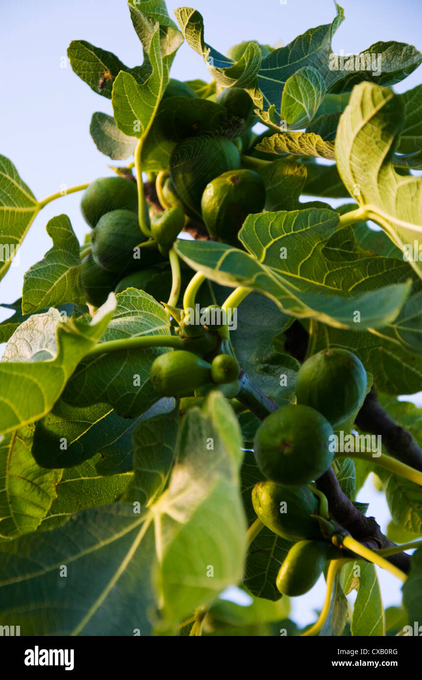 Sur un arbre croissant des figues Banque D'Images