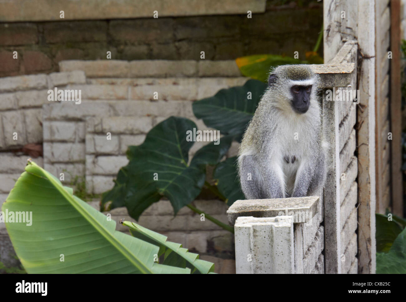 Un singe assis sur le mur du jardin. Amanzimtoti, KwaZulu-Natal, Afrique du Sud. Banque D'Images