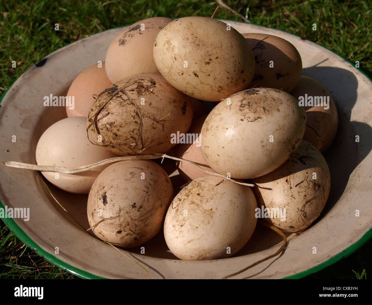 Des œufs de poule, UK Banque D'Images