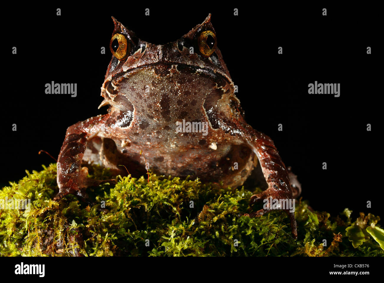 Une Grenouille cornue montagnarde dans les montagnes de Bornéo du Nord avec un piercing stare Banque D'Images