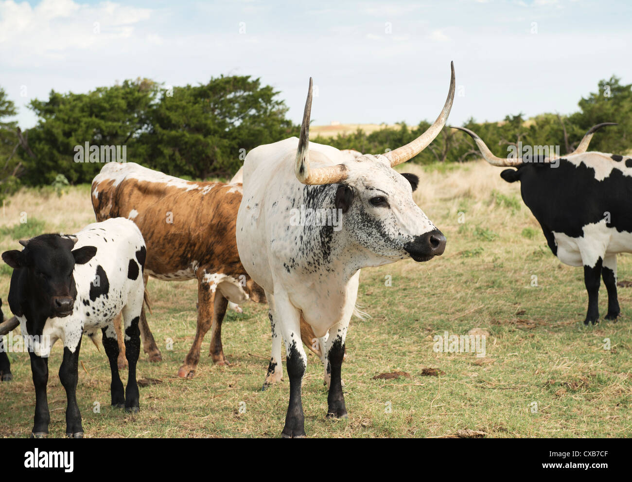 Texas Longhorn cattle, Bos bos, y compris un veau. Banque D'Images