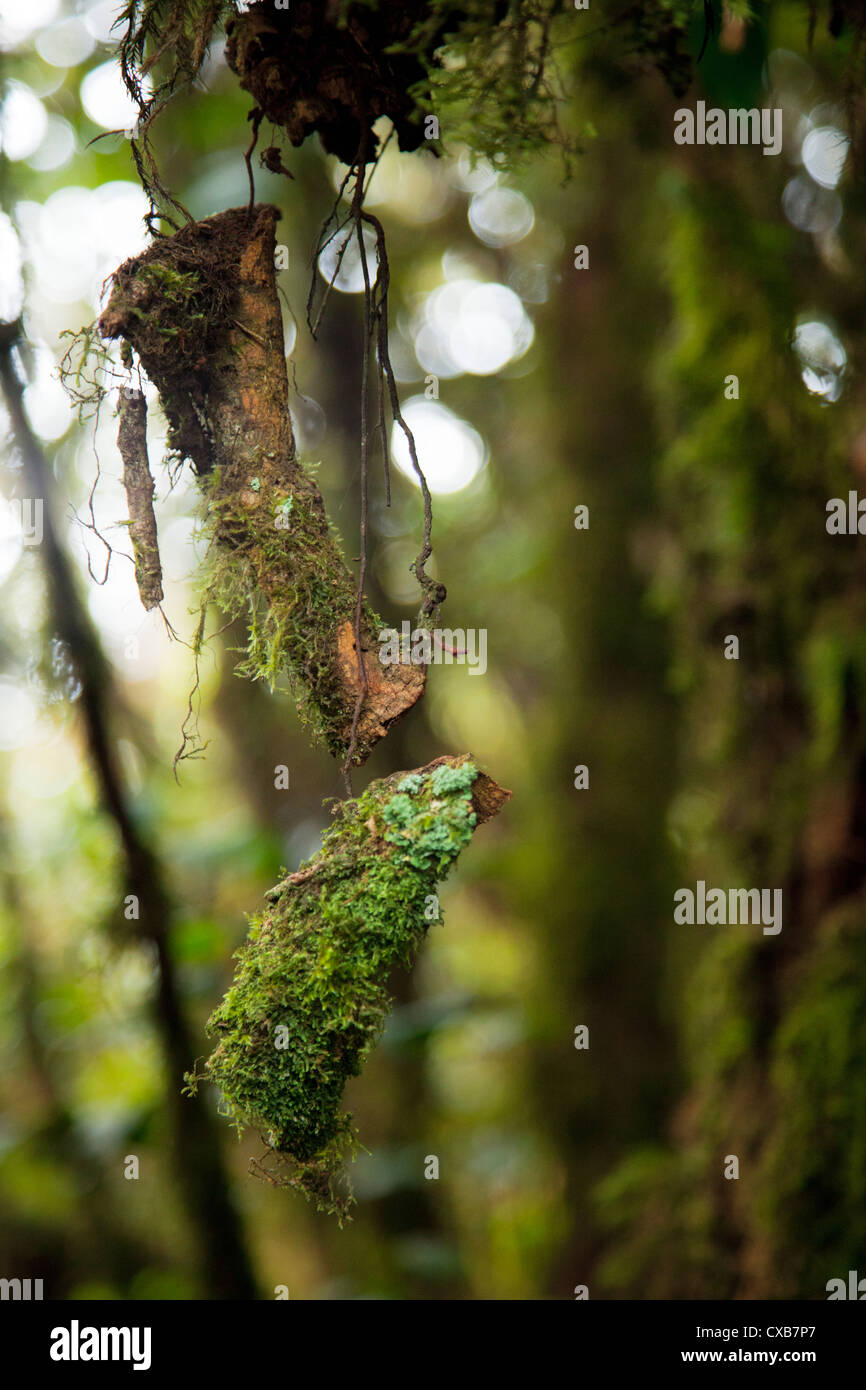 Forêt moussue à Cameron Highlands, Malaisie, Asie du Sud Est Banque D'Images