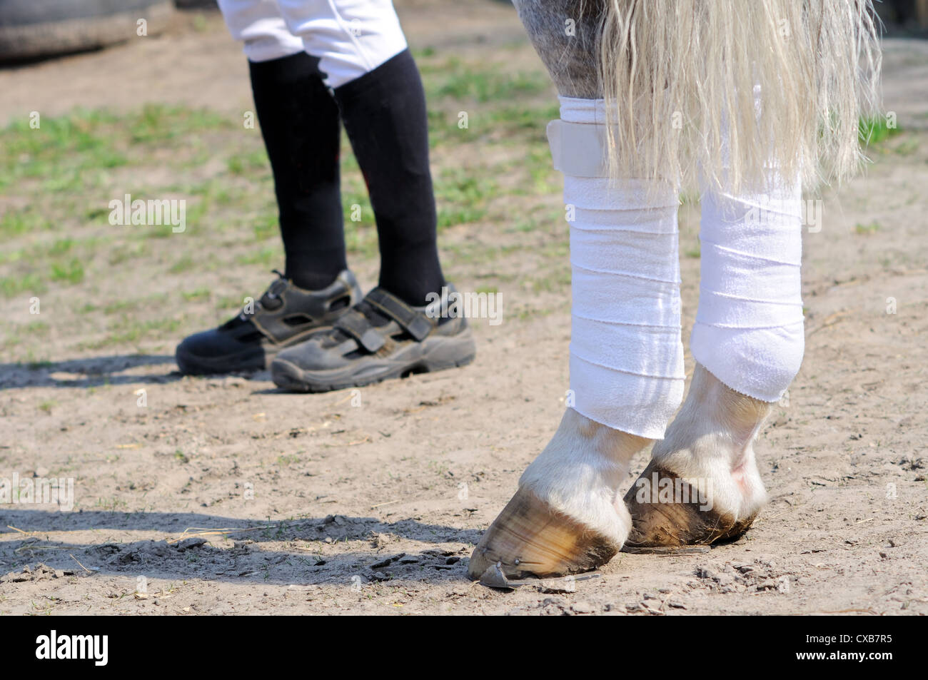 Les jambes et les jambes des chevaux, l'accent sur le premier plan Banque D'Images