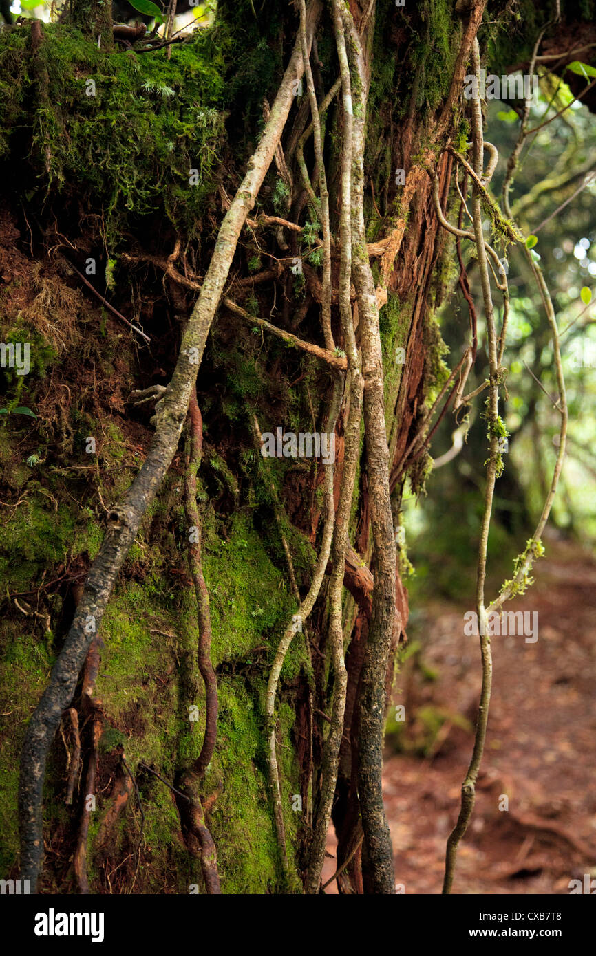 Forêt moussue à Cameron Highlands, Malaisie, Asie du Sud Est Banque D'Images