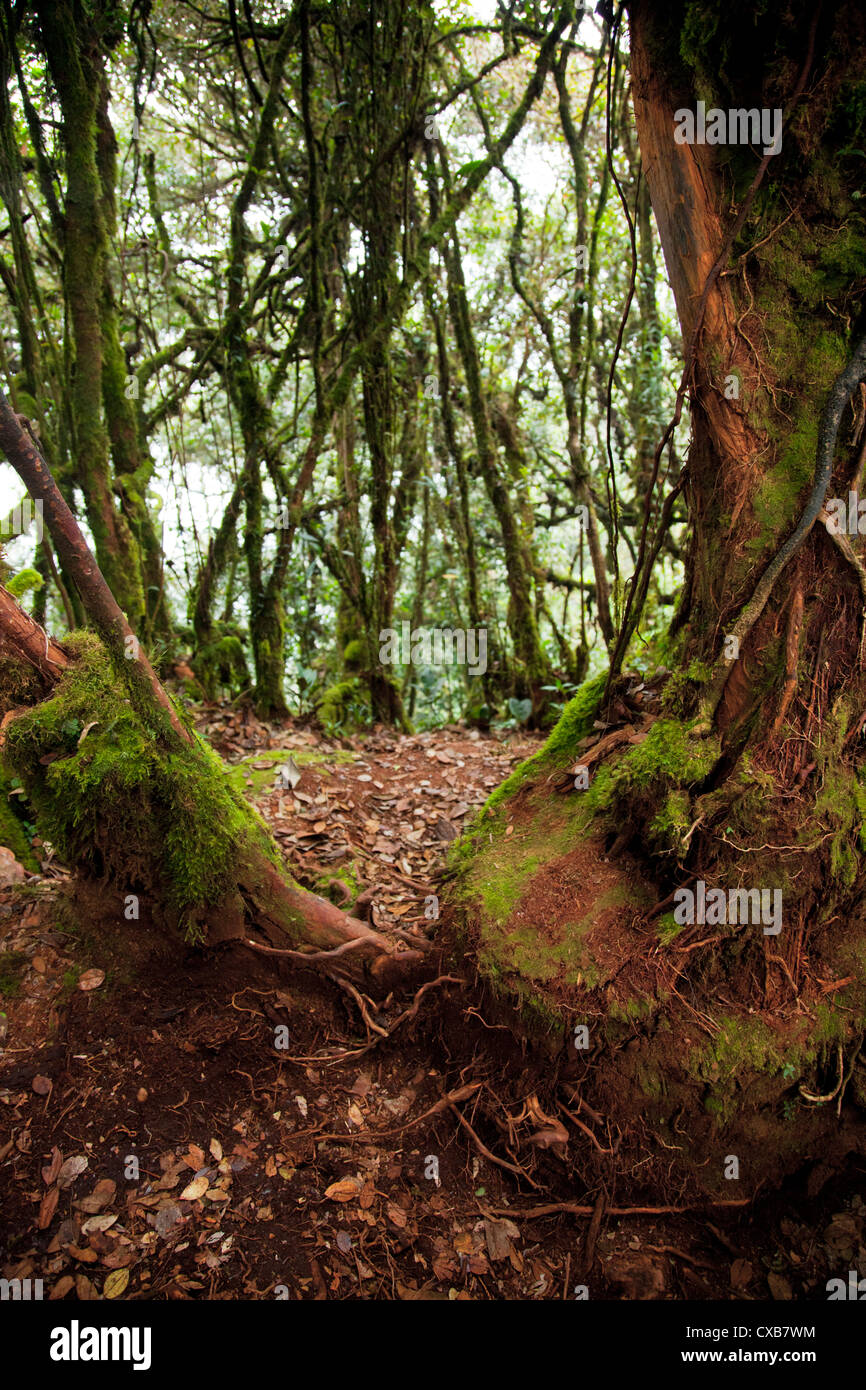 Forêt moussue à Cameron Highlands, Malaisie, Asie du Sud Est Banque D'Images