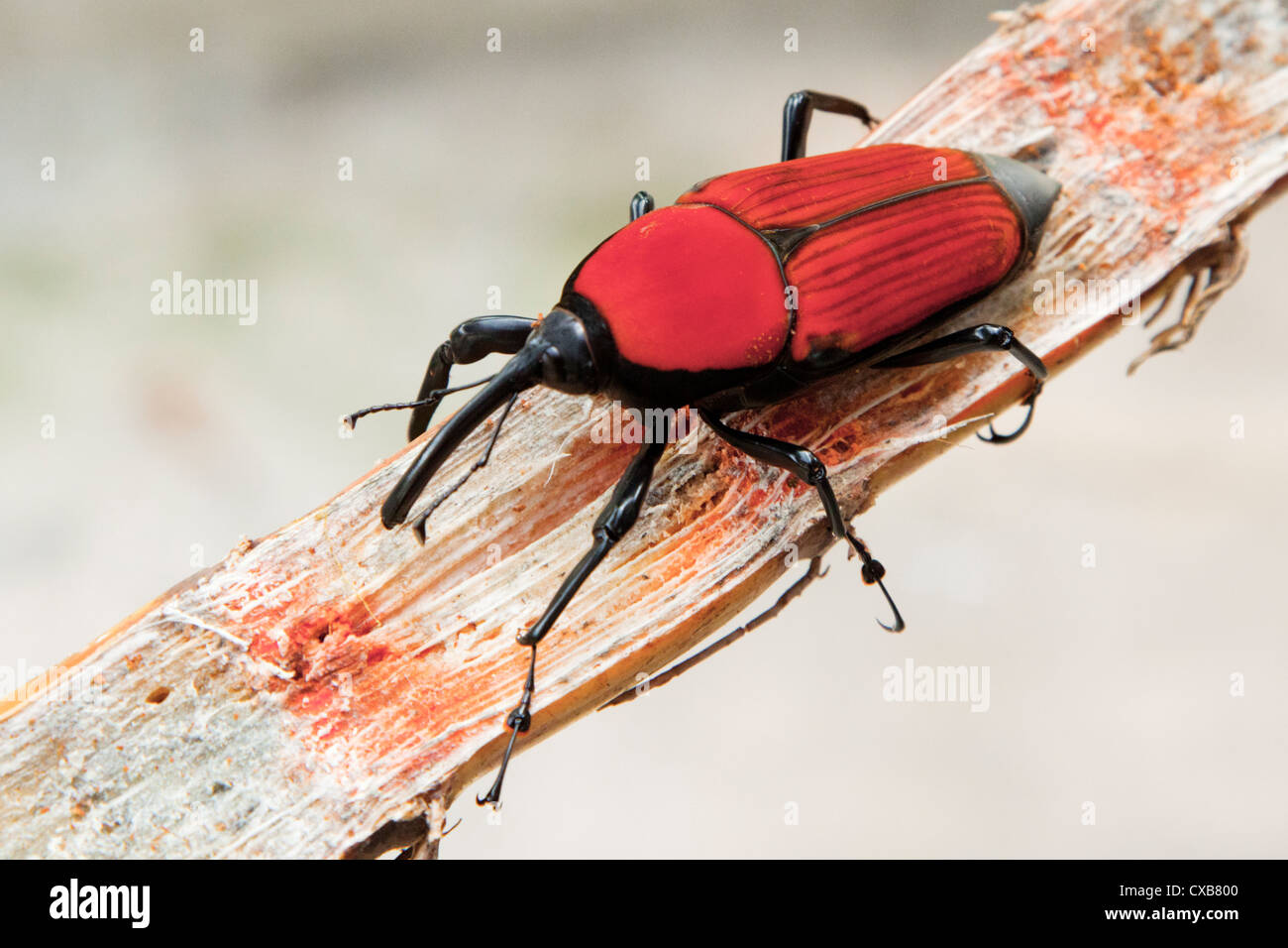 Bug à Cameron Highlands, Malaisie, Asie du Sud Est Banque D'Images