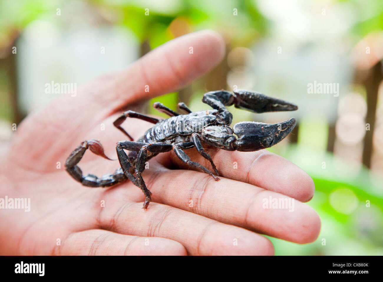 Scorpion à Cameron Highlands, Malaisie, Asie du Sud Est Banque D'Images