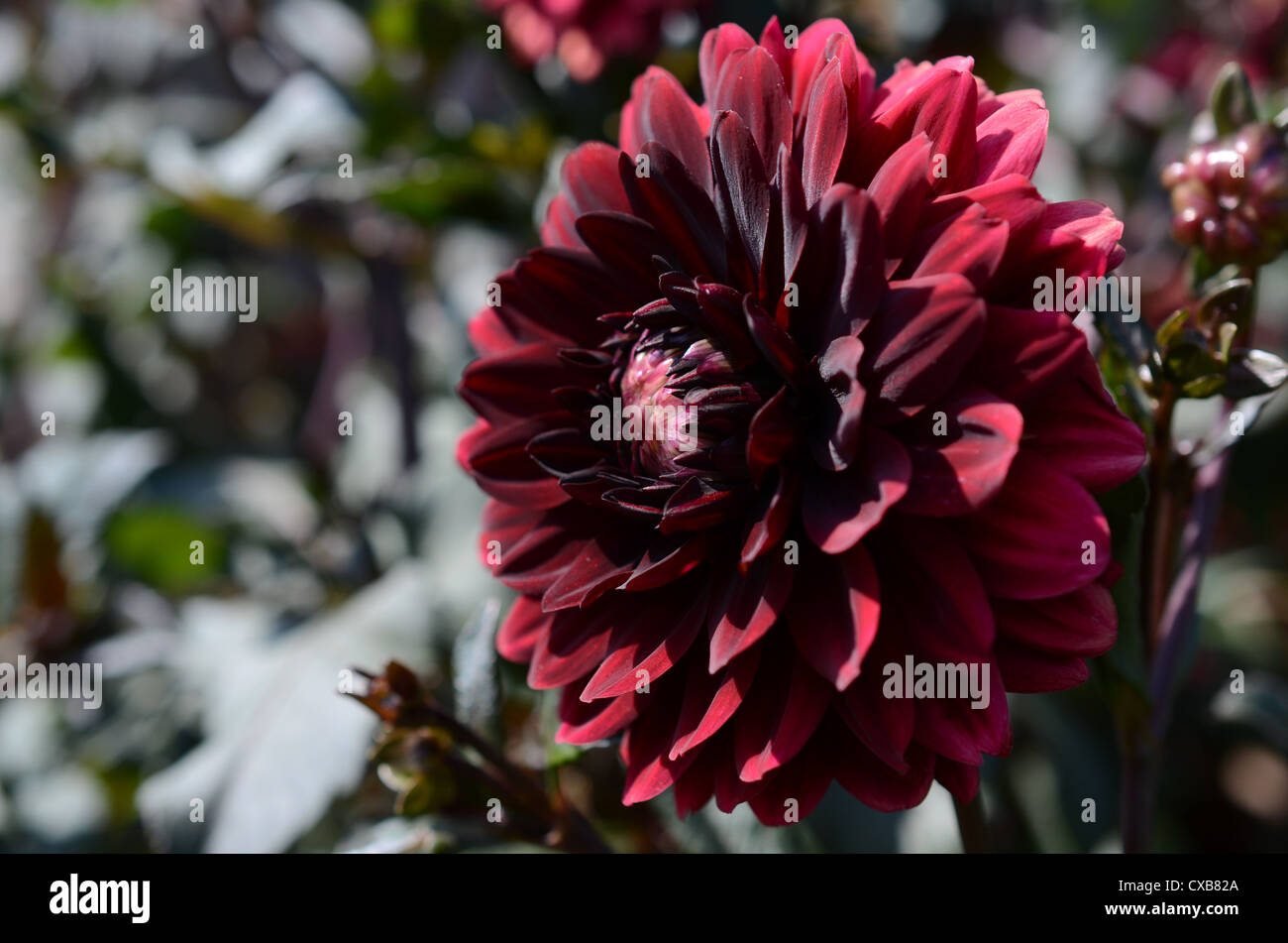 Dahlia Arabian night Banque D'Images