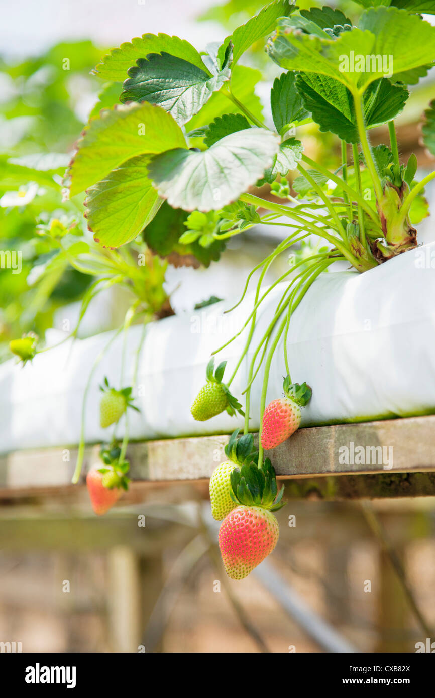 Fraises à Cameron Highlands, Malaisie, Asie du Sud Est Banque D'Images