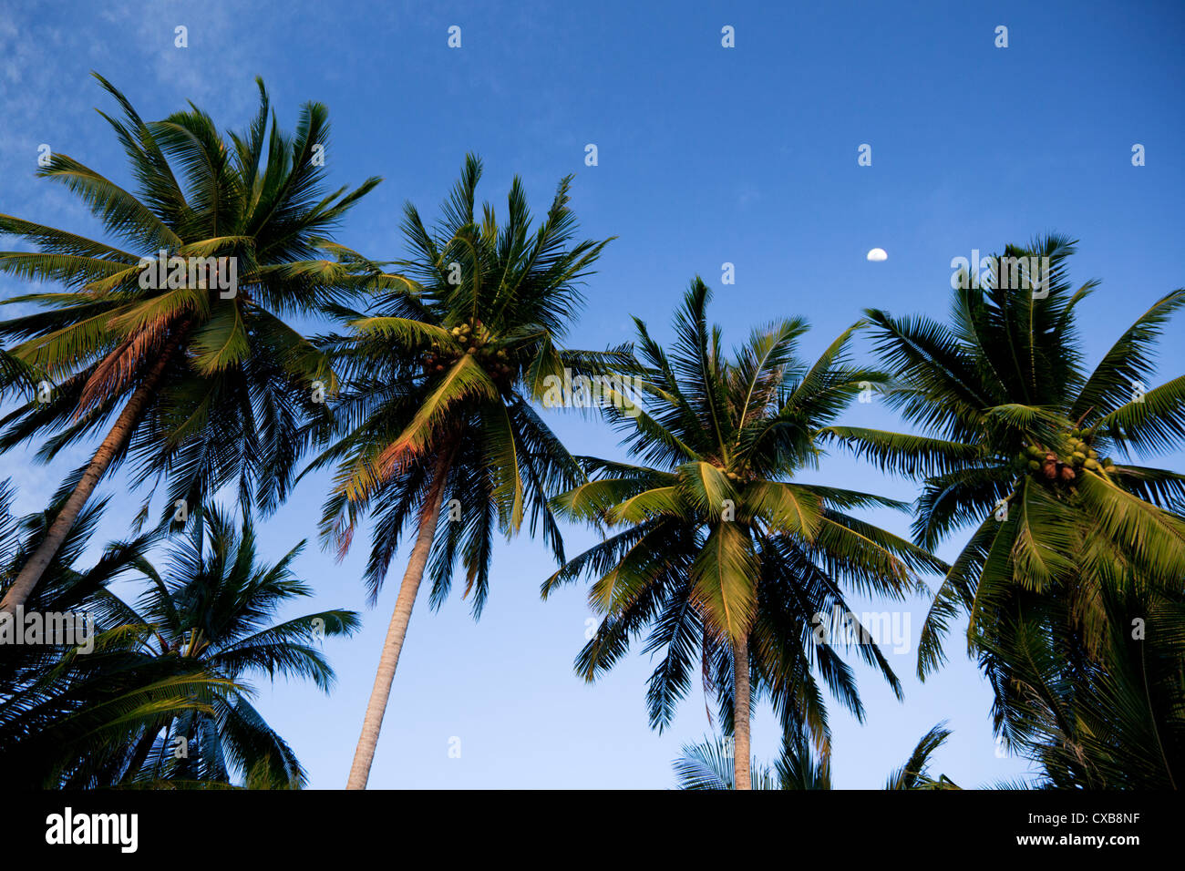 Palmiers à l'île de Perhentian Kecil, Malaisie Banque D'Images