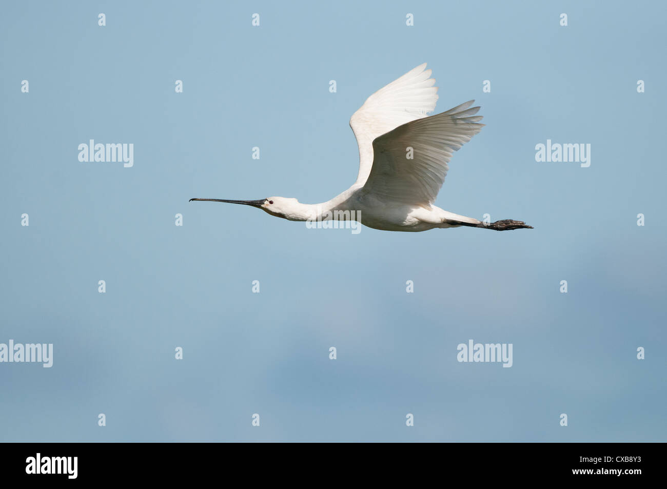 Spatule blanche Platalea leucorodia (commune) flying Banque D'Images