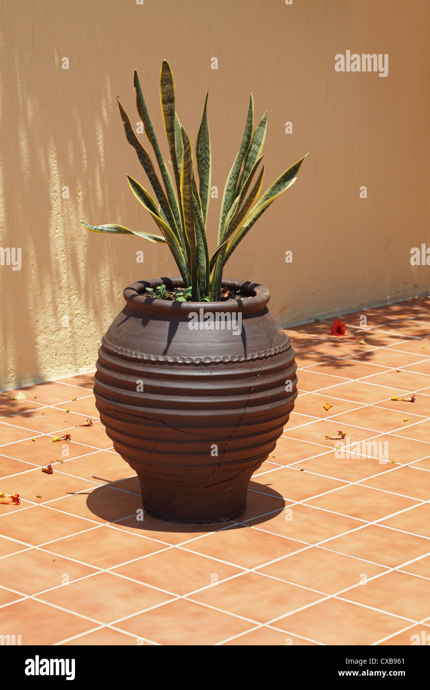 Fleur dans un grand pot en argile Banque D'Images