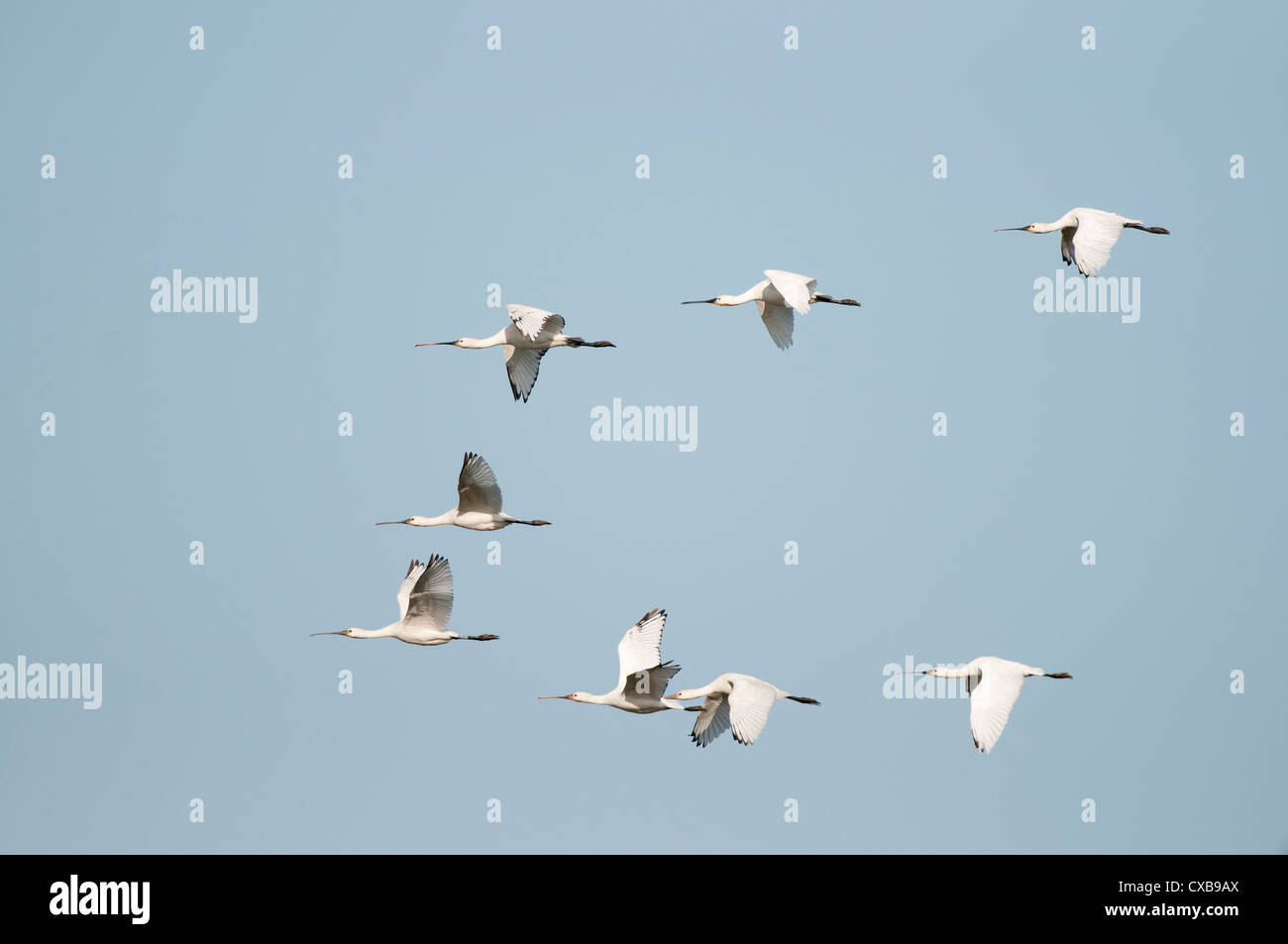 Spatule blanche Platalea leucorodia (commune) groupe de huit oiseaux en vol, y compris les mineurs Banque D'Images