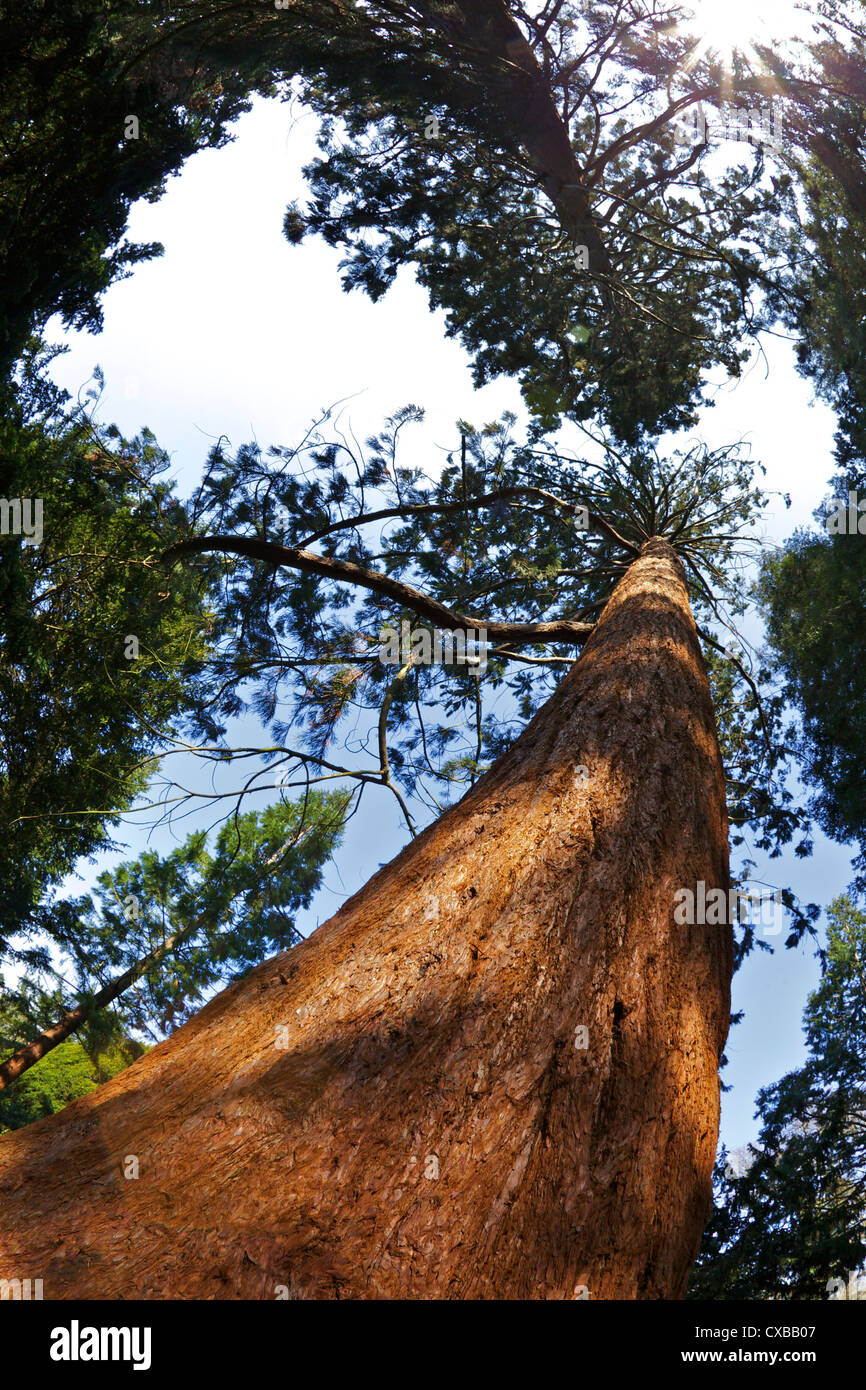 Séquoia géant (Sequoiadendron giganteum), Royal Botanic Gardens, Kew, Londres, Angleterre, Royaume-Uni, Europe Banque D'Images