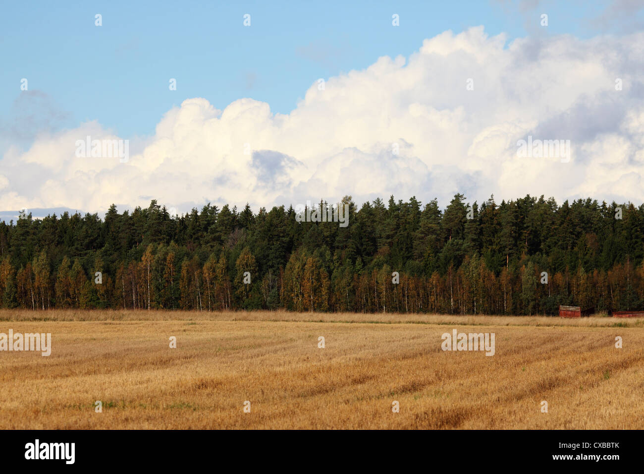 Dense forêt de pins sur le bord de parc national de Lahemaa, Estonie. Banque D'Images