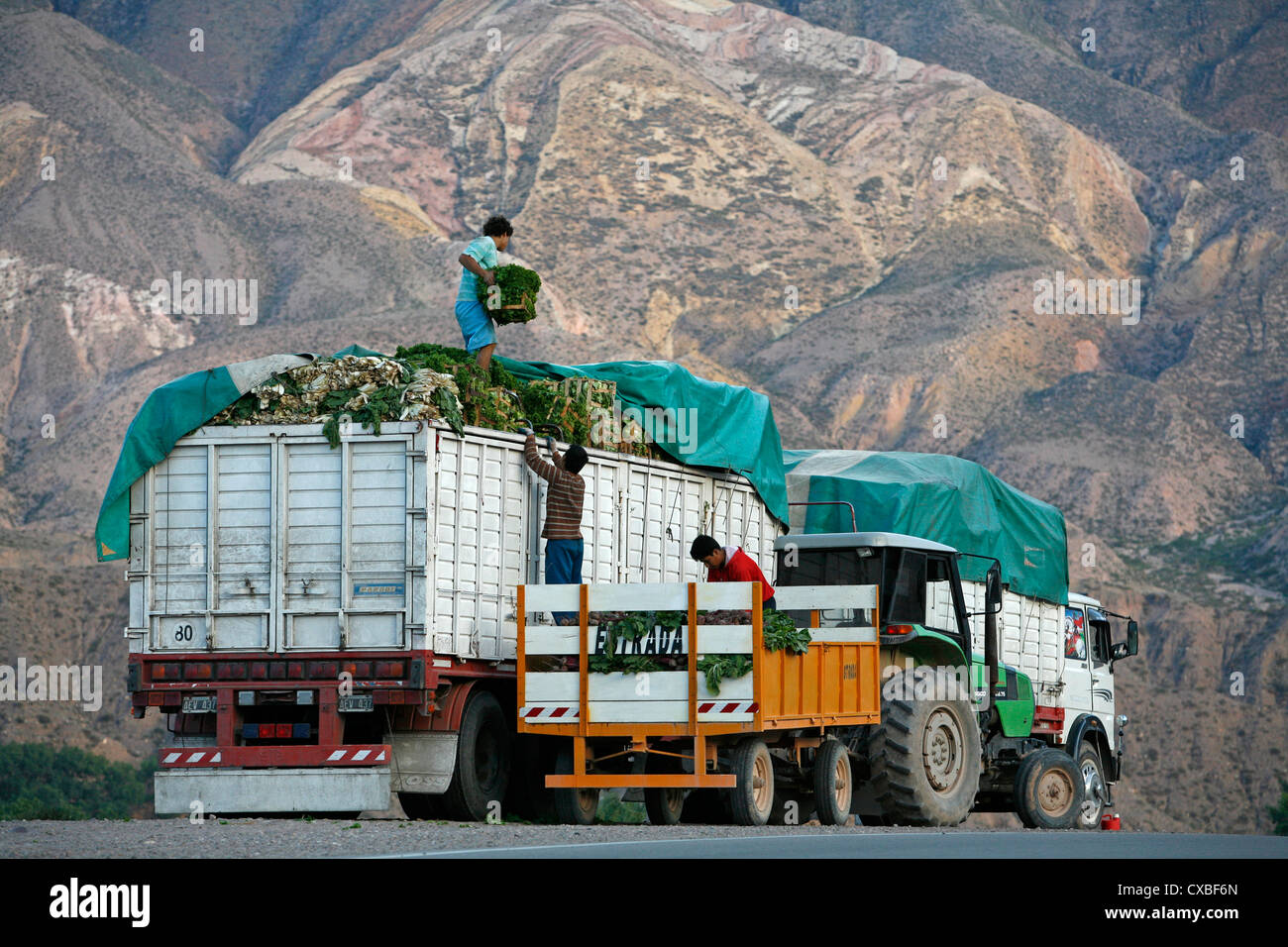 Chargement d'un camion avec des travailleurs de la laitue, Quebrada de Humahuaca, Province de Jujuy, en Argentine. Banque D'Images