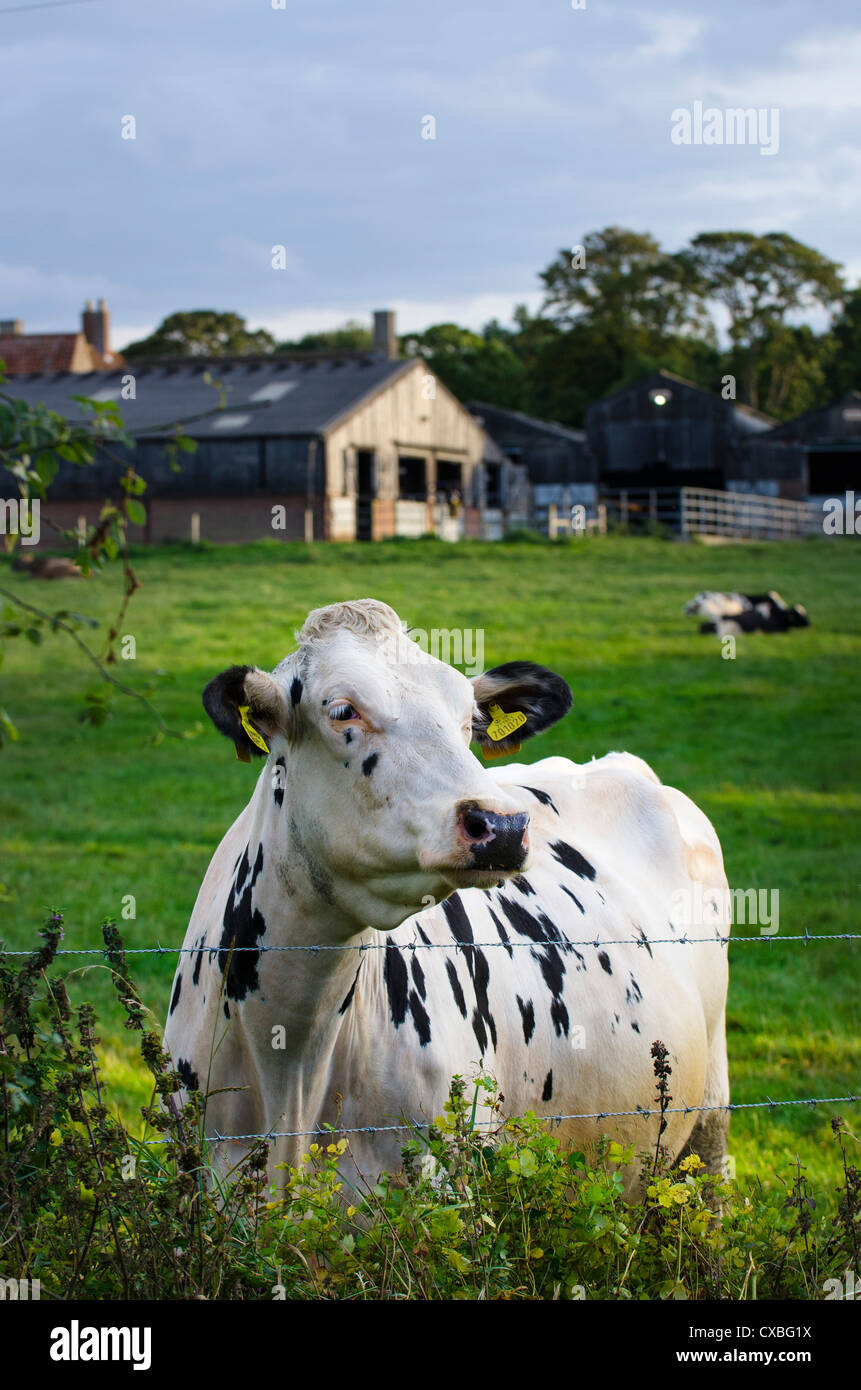 Les bovins laitiers avec des bâtiments en arrière-plan, Wighton, Norfolk, Angleterre Banque D'Images
