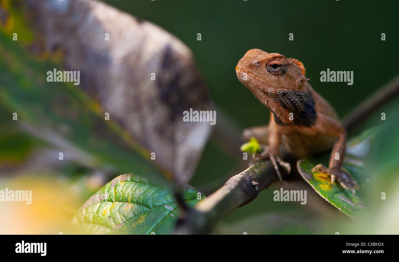 Jardin Oriental, Calotes versicolor Lézard, Népal Banque D'Images