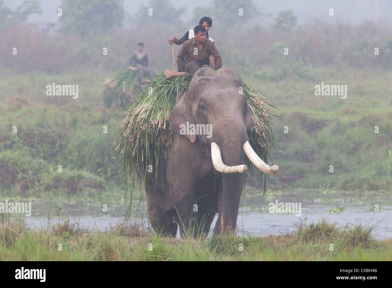 Équitation hommes éléphants après la collecte de l'herbe pour fourrage, parc national de Chitwan, au Népal Banque D'Images