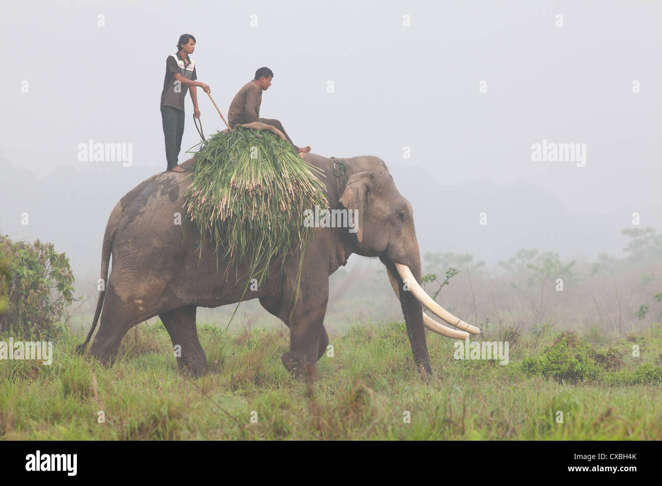 Les hommes de randonnée après la collecte de l'herbe pour fourrage, parc national de Chitwan, au Népal Banque D'Images