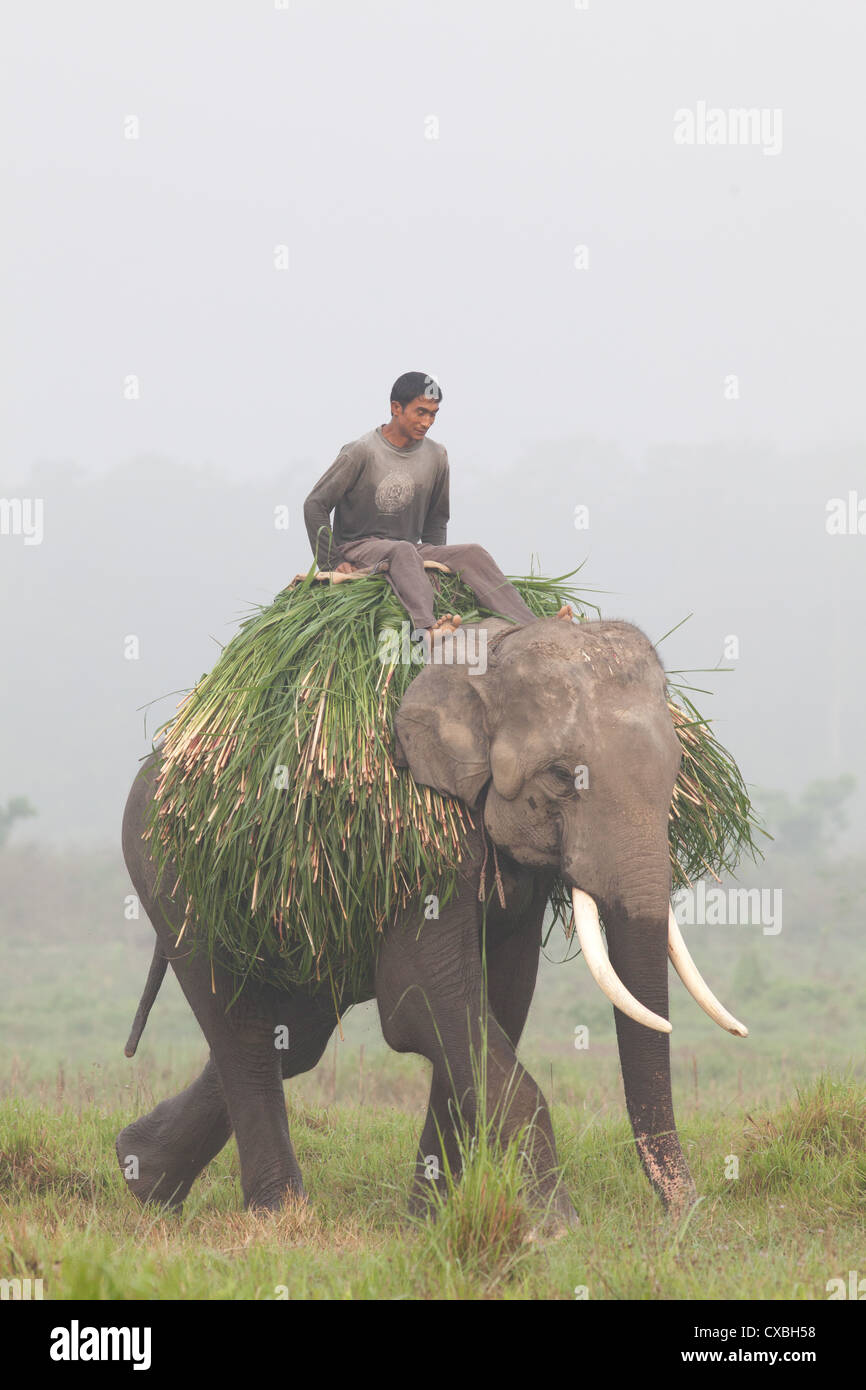 Man riding elephant après la collecte de l'herbe pour fourrage, parc national de Chitwan, au Népal Banque D'Images