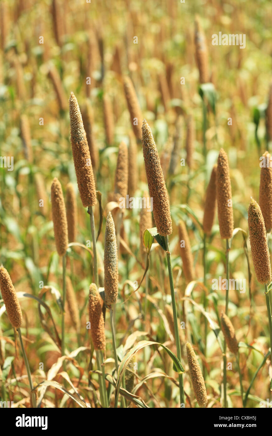 L'éleusine domaine Andhra Pradesh Inde du Sud Banque D'Images
