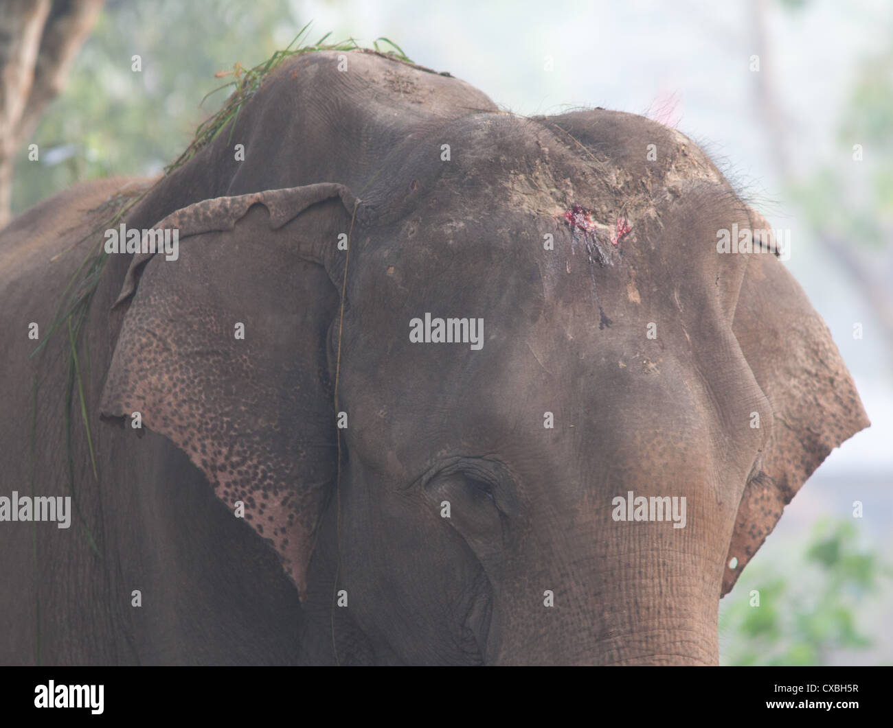 Éléphant Indiens domestiqués avec du sang et des cicatrices sur la tête d'être touché par son formateur, parc national de Chitwan, au Népal Banque D'Images