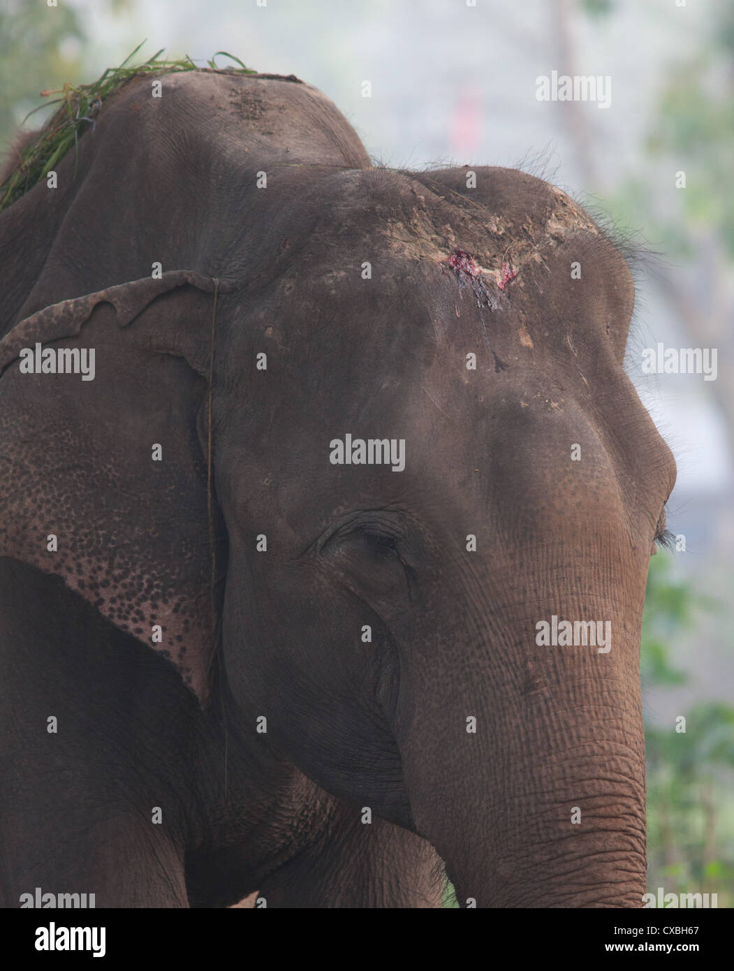 Éléphant Indiens domestiqués avec du sang et des cicatrices sur la tête d'être touché par son formateur, parc national de Chitwan, au Népal Banque D'Images