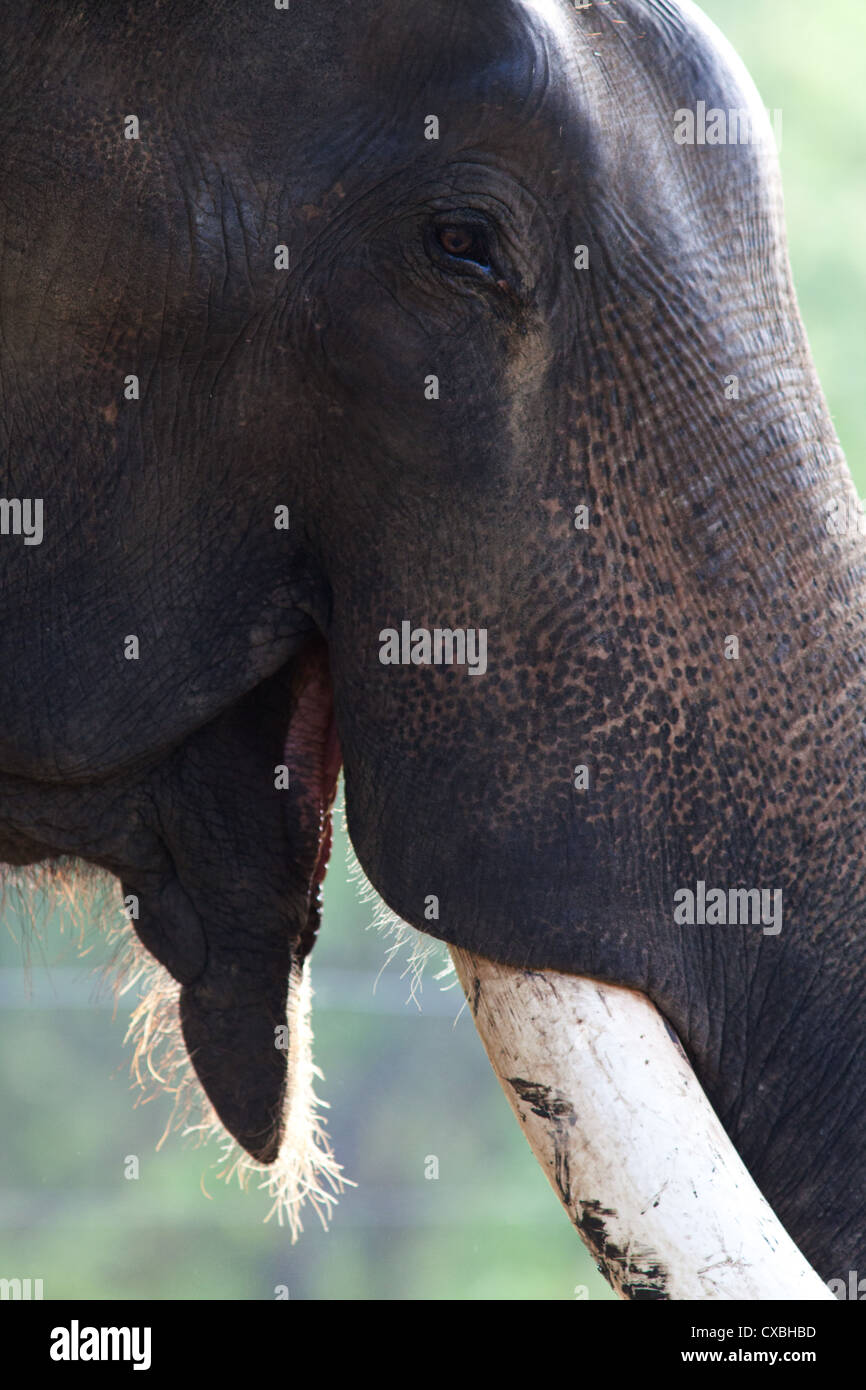 Close-up of an Indian Elephant's face, Elephas maximus, parc national de Chitwan, au Népal Banque D'Images