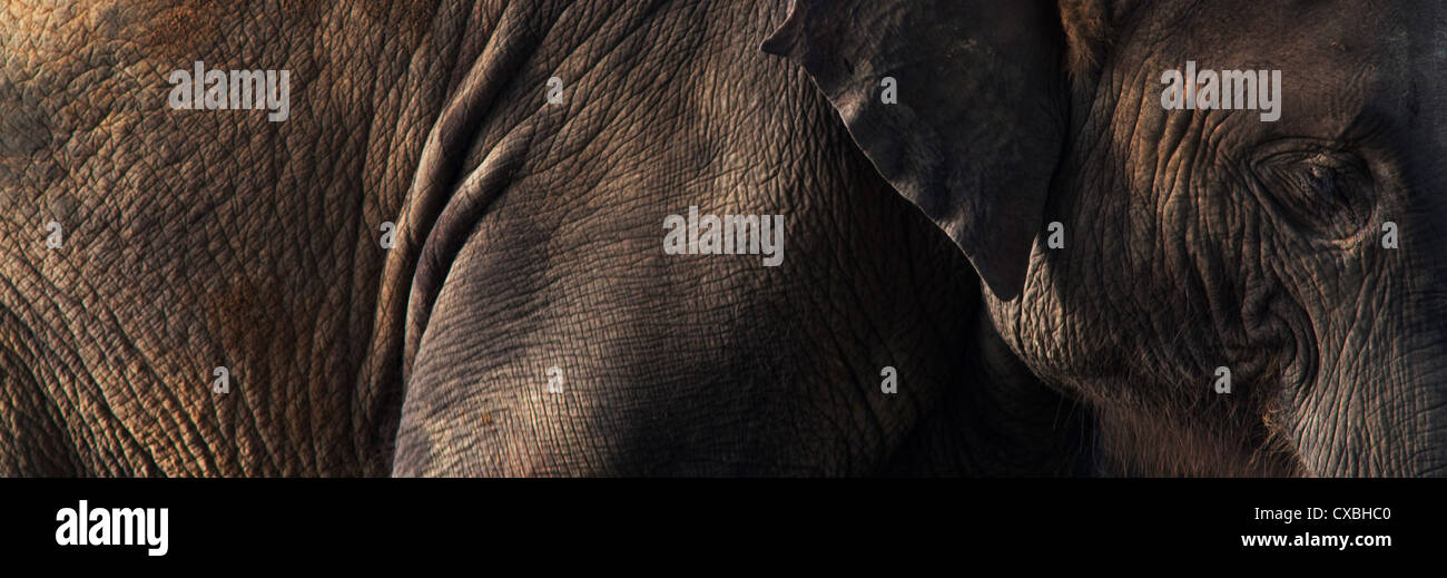 Close-up of an Indian Elephant's face, Elephas maximus, parc national de Chitwan, au Népal Banque D'Images