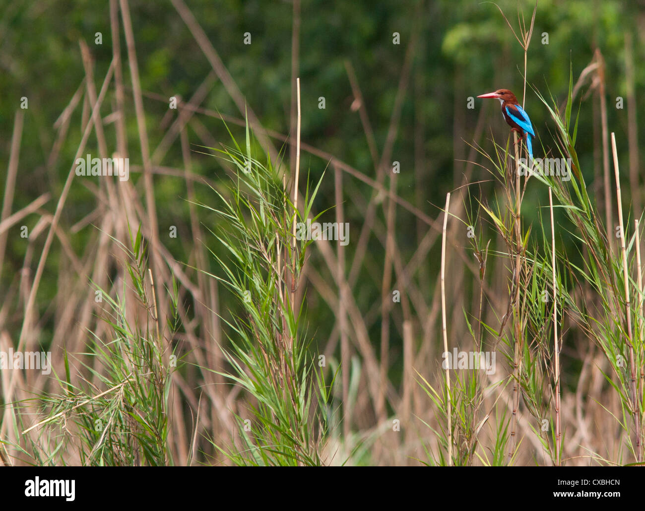 White-throated Kingfisher, Halcyon smyrnensis, Népal Banque D'Images