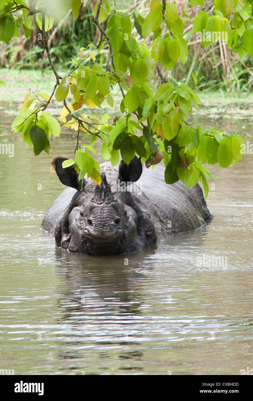 Indian rhinocéros à une corne, Rhinoceros unicornis, dans une rivière, parc national de Chitwan, au Népal Banque D'Images