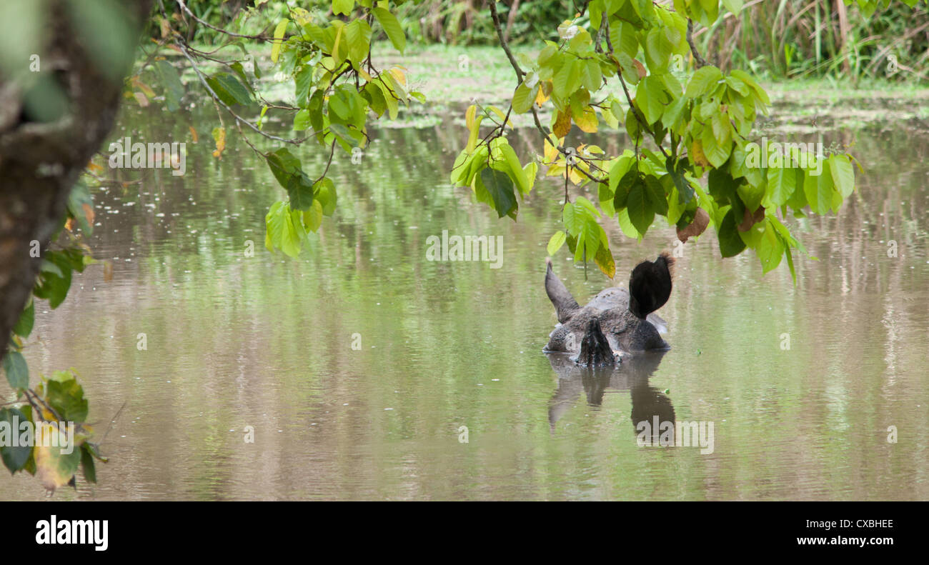 Indian rhinocéros à une corne, Rhinoceros unicornis, dans une rivière, parc national de Chitwan, au Népal Banque D'Images