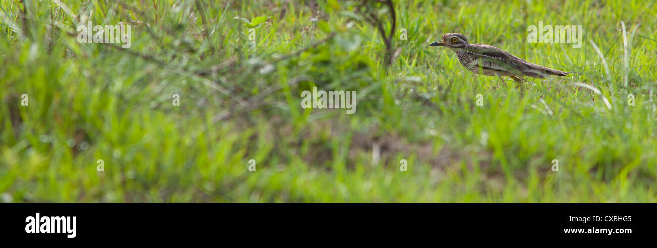 Oedicnème Bistrié (genou), l'oedicnème criard Burhinus bistriatus, skulking dans l'herbe, Népal Banque D'Images