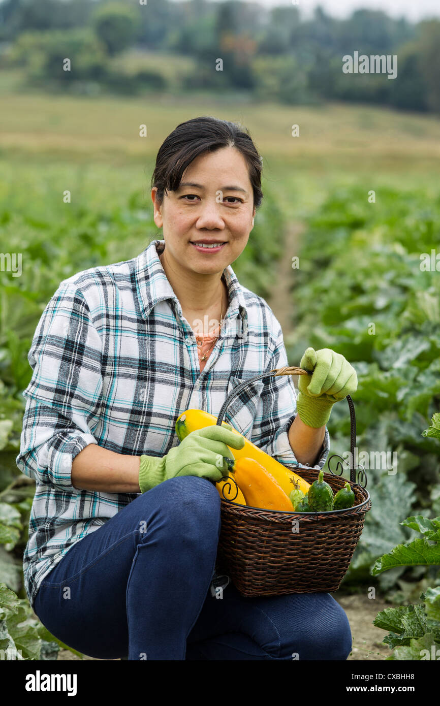 Les femmes asiatiques matures courgettes et concombres frais de récolte sur le terrain avec en arrière-plan Banque D'Images