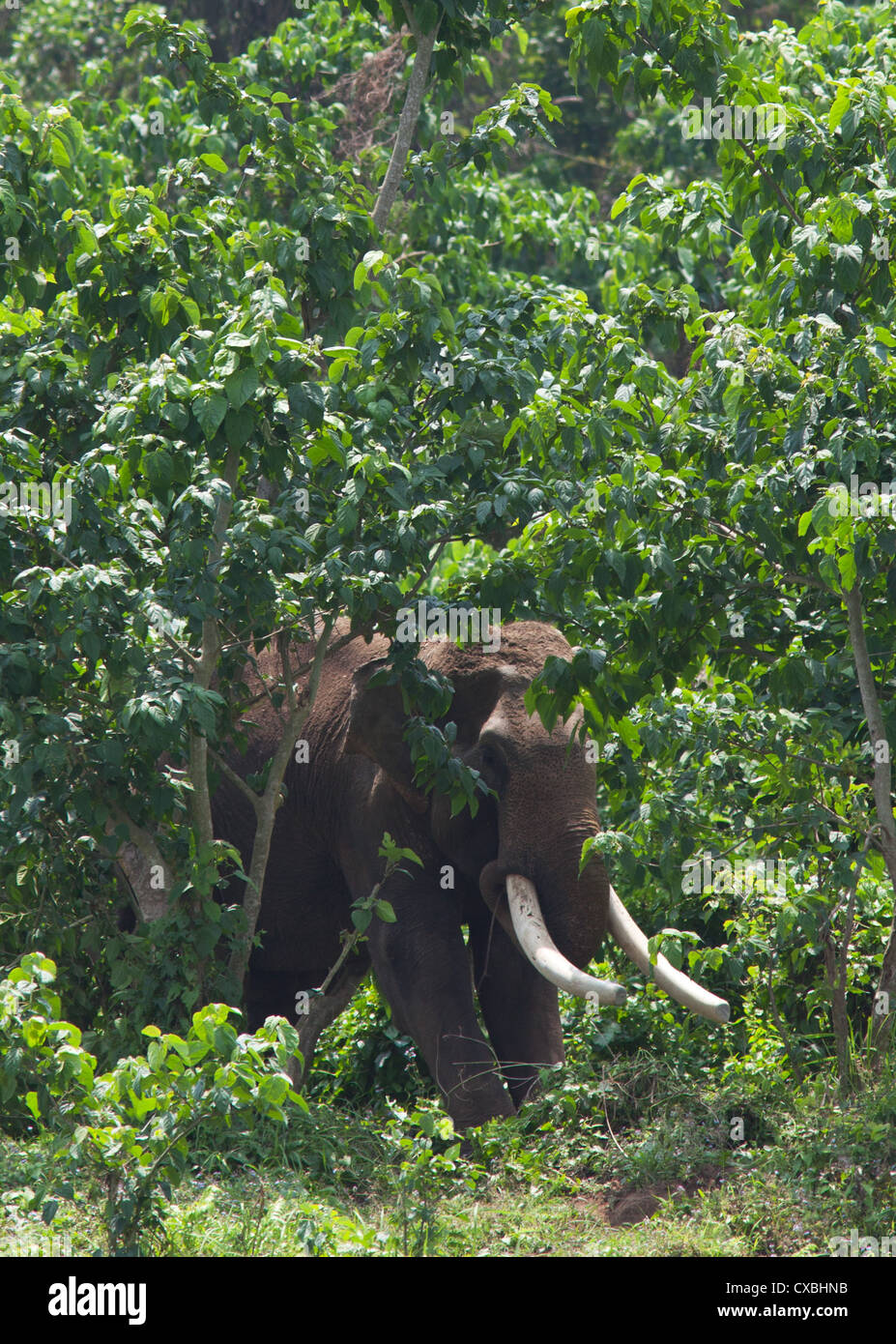 L'éléphant indien, Elephas maximus, parc national de Chitwan, au Népal Banque D'Images