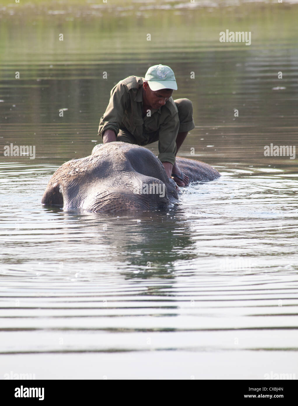 Lave-rangers népalais un éléphant dans une rivière, le parc national de Bardia, Népal Banque D'Images