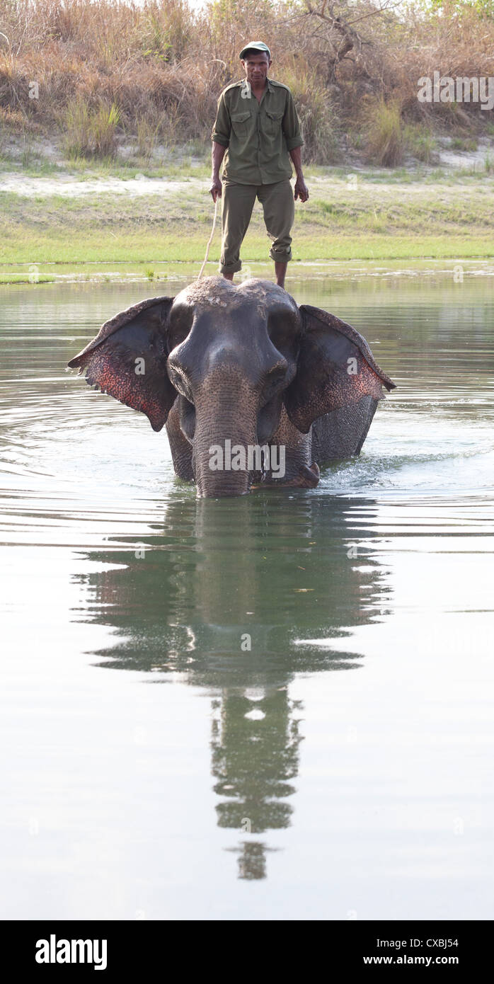 Nepali ranger debout sur un éléphant dans une rivière, le parc national de Bardia, Népal Banque D'Images