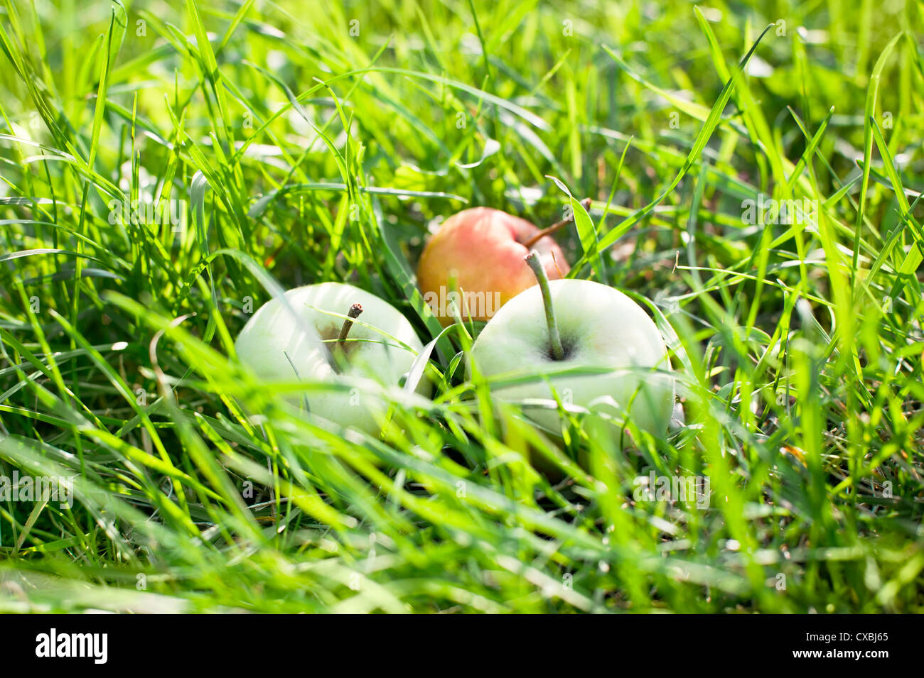 Automne pommes biologiques juteux en vert jardin herbe Banque D'Images