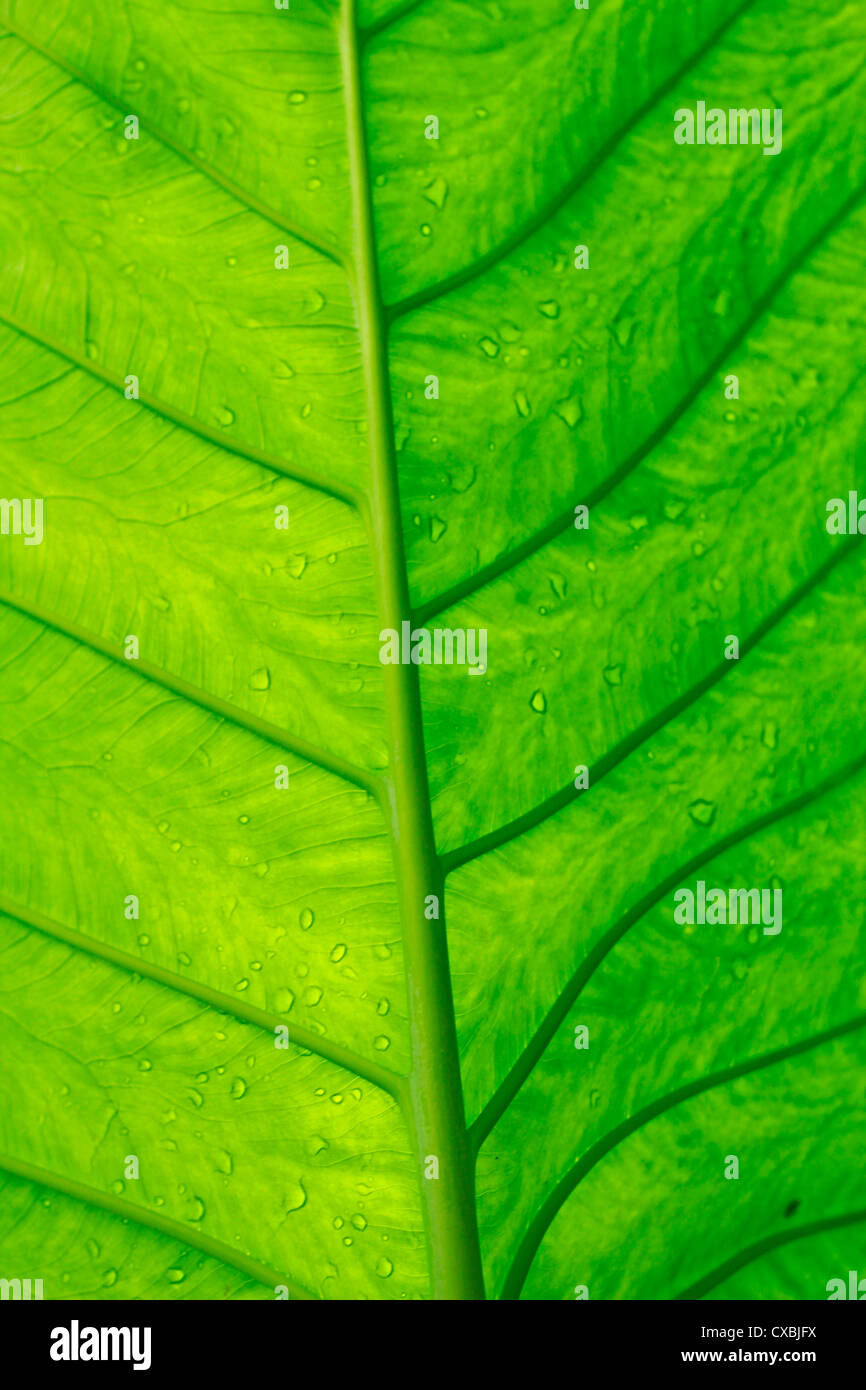 Dessous de la feuille Banque D'Images