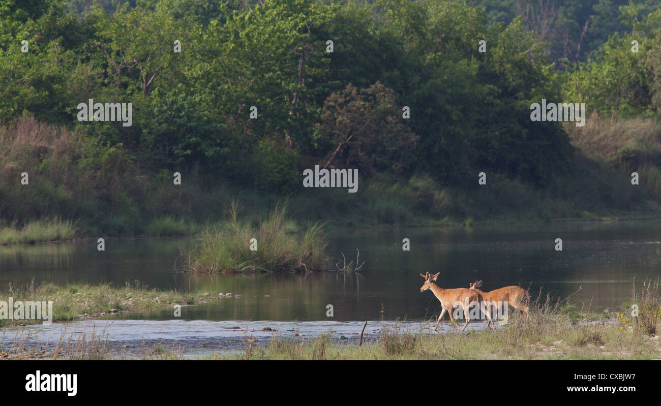 Le cerf des marais, Rucervus duvaucelii, parc national de Bardia, Népal Banque D'Images